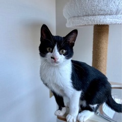 ②白黒ハチワレ男の子の画像