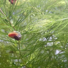 レットラムズホーン30匹の画像