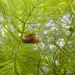 レットラムズホーン30匹の画像