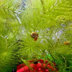 レットラムズホーン30匹の画像