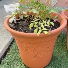 アスチルベ/ピンク/鉢ごとの画像