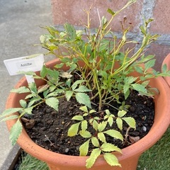 アスチルベ/ピンク/鉢ごとの画像