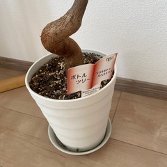木の画像