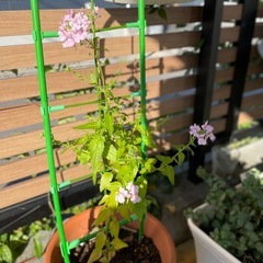 ネメシア コンフェッティ/鉢ごとの画像