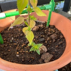 ネメシア コンフェッティ/鉢ごとの画像