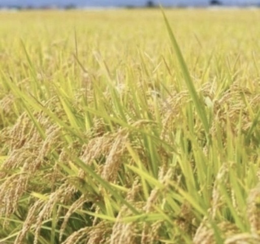 令和7年産　奈良県産ヒノヒカリ　玄米30kg