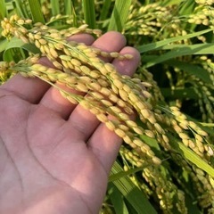 新米 お米 玄米 30kg 令和7年度産の画像