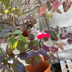 【紅葉中】サルビア ホットリップス/鉢ごとの画像