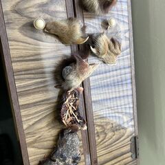 【登録票付き・本物】トラ毛皮ラグ（全長206cm）国際希少野生動植物種登録票ありの画像