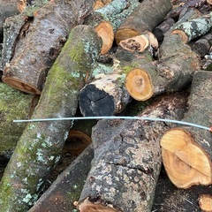 無償で譲ります　薪材・原木・木材の画像