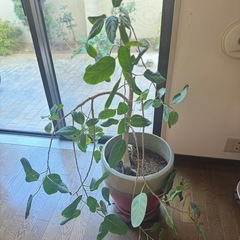 観葉植物の画像