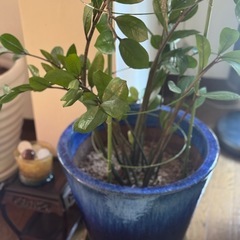 観葉植物の画像