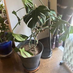 観葉植物の画像