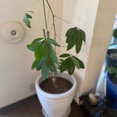 観葉植物の画像