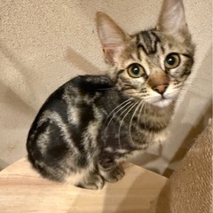 アメショ柄の人馴れ抜群女の子