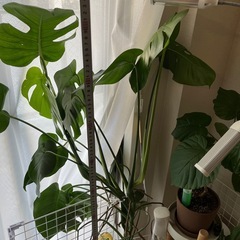 モンステラの画像