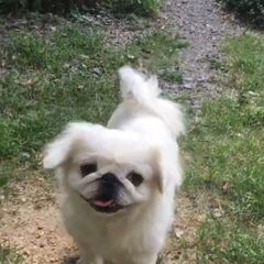 ペキニーズ6歳♀️(パコちゃん)