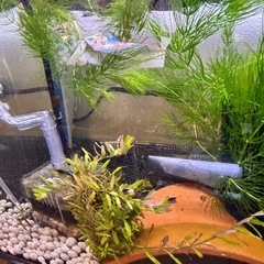 水草、マツモ、アナカリス、ソイル袋セット、500円
の画像