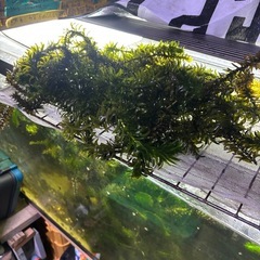 水草、マツモ、アナカリス、ソイル袋セット、500円
の画像