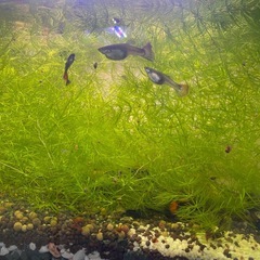 水槽、水草マツモ、ナヤスの画像