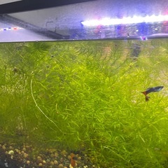 水槽、水草マツモ、ナヤスの画像