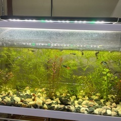 水槽、水草マツモ、ナヤスの画像