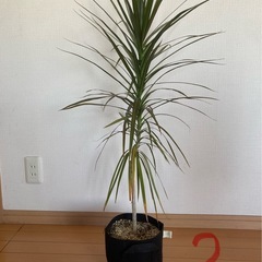 観葉植物　ドラセナ（３鉢セット/バラでも応相談）の画像