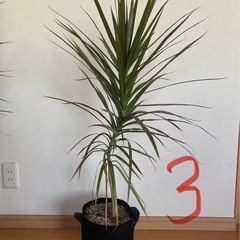 観葉植物　ドラセナ（３鉢セット/バラでも応相談）の画像
