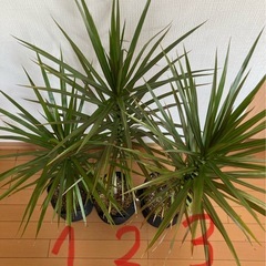 観葉植物　ドラセナ（３鉢セット/バラでも応相談）の画像