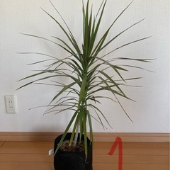 観葉植物　ドラセナ（３鉢セット/バラでも応相談）の画像