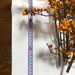 ツルウメモドキの画像