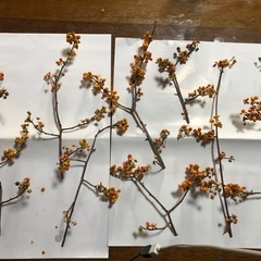 ツルウメモドキの画像