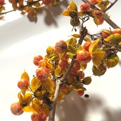 ツルウメモドキの画像