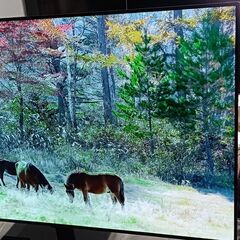 【動画あり】～11/30まで 35000円 → 17000円 エルジー LG OLED55C9PJA  55V 2019年製 55インチ 有機EL テレビ  新品テレビスタンド ユーチューブ アマプラ ネットフリックス等ネット動画視れます！ の画像
