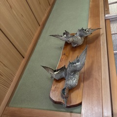 鳥の剥製の画像