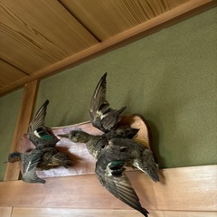 鳥の剥製の画像