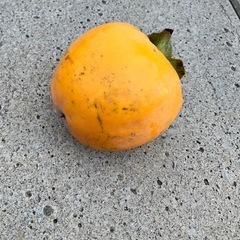 柔らか大和柿の画像