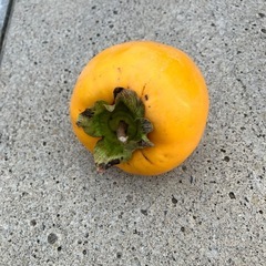 柔らか大和柿の画像