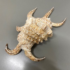 貝殻　スイジガイの画像