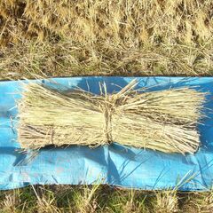 ①令和7年度　稲藁　1束（10把）100円　まとめ買い大歓迎の画像