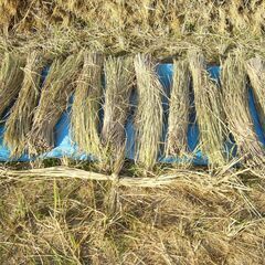 ①令和7年度　稲藁　1束（10把）100円　まとめ買い大歓迎の画像