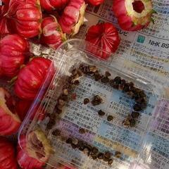 送料込！ローゼル種　30粒位　全国発送可能　ガーデニング　ローズヒップ5の画像