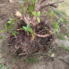 ツツジの株、白の画像