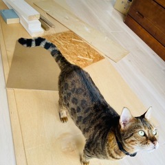 ベニヤ　木材の画像