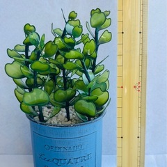 ハンドメイド ハートユーカリの画像