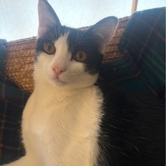 お話し中です🐈オレオちゃん🐈血液検査、避妊手術、ワクチン接種済み