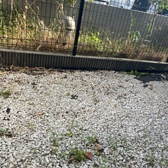 日本庭園　白川砂利 150キロほどの画像