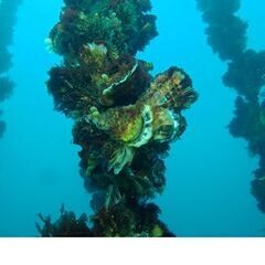 自然をさぐる研究と社会をむすぶには？ 〜南三陸で考える未来…