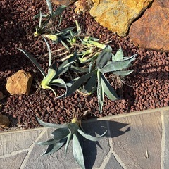 アガベ　アメリカーナ　の画像