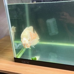 水槽120センチとアルビノオスカーと台など一式の画像